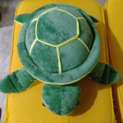 The green turtle 🐢..